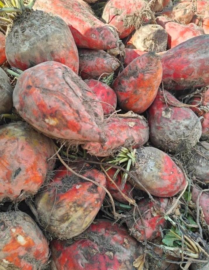 Voederbieten, Dieren en Toebehoren, Dierenvoeding, Ophalen