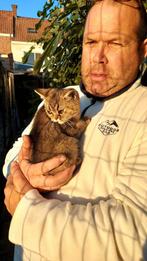 Britse korthaar en langhaar, Dieren en Toebehoren, Katten en Kittens | Raskatten | Korthaar, Meerdere dieren, Gechipt, 0 tot 2 jaar