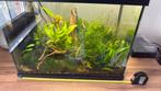 Aquarium met garnalen, Ophalen, Zo goed als nieuw, Plant(en), Steen of Hout