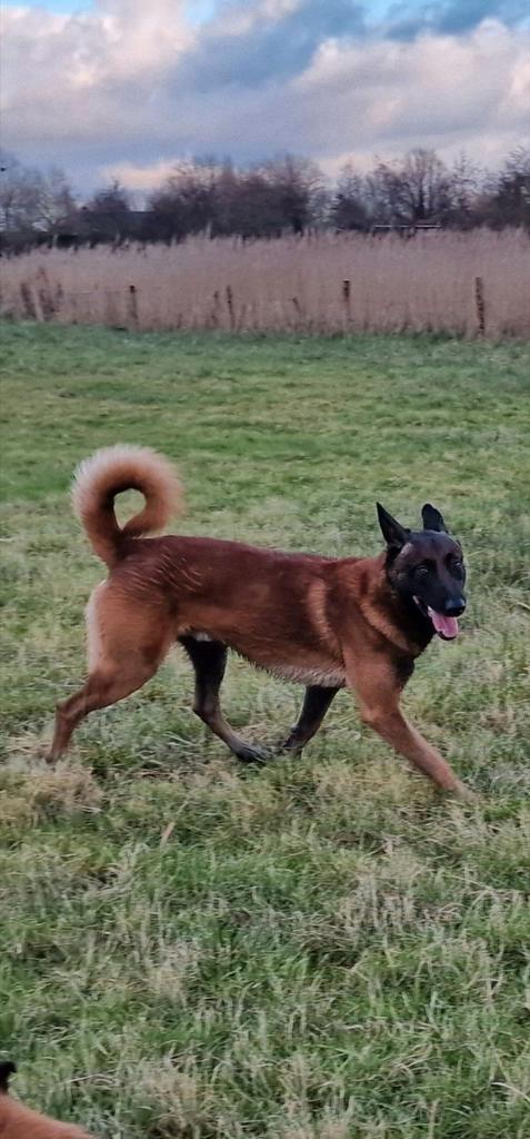 Mechelse Herder Puppy's, Dieren en Toebehoren, Honden | Herdershonden en Veedrijvers, Meerdere dieren, Herder, Fokker | Hobbymatig