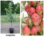 APPELBOMEN IN POT, IDEAAL OM NU TE PLANTEN, 15€/stuk, Volle zon, Vaste plant, Ophalen of Verzenden, Fruitplanten