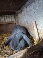 Franse hangoor, Dieren en Toebehoren, Konijnen, Hangoor