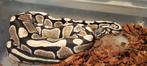 ball python 1.0 Dessert ghost, Dieren en Toebehoren, Slang, Tam, 3 tot 6 jaar