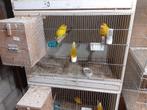 3 broedrijpe koppels  gele kakariki, Dieren en Toebehoren, Vogels | Parkieten en Papegaaien, Geringd