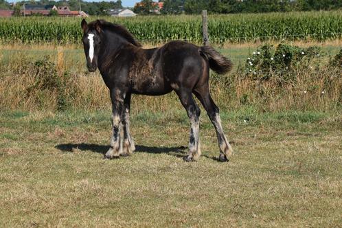 Merrieveulen, Dieren en Toebehoren, Paarden, Merrie, Onbeleerd, Minder dan 160 cm, 0 tot 2 jaar, Recreatiepaard, Gechipt, Ontwormd
