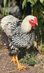 Jonge orpington en Wyandotte hanen, Dieren en Toebehoren, Pluimvee, Mannelijk, Kip