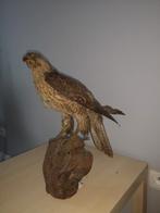 Valk taxidermy, Ophalen of Verzenden, Zo goed als nieuw