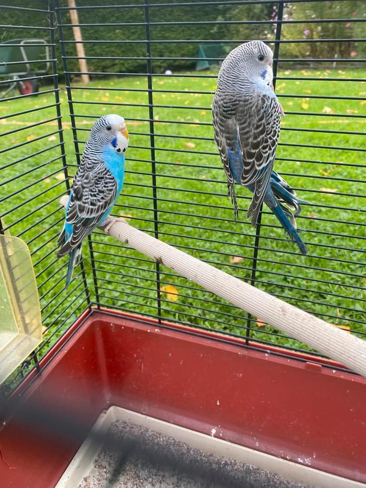 Split blackface Grasparkiet poppen, Dieren en Toebehoren, Vogels | Parkieten en Papegaaien, Parkiet, Vrouwelijk, Geringd