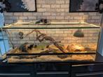 Terrarium + serpent des blé, Ophalen, Zo goed als nieuw