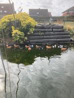 Casarca, Dieren en Toebehoren, Pluimvee