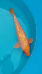 Koi
