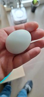 Cream legbar broei eieren  1€ stuk, Télécoms, Téléphonie mobile | Accessoires & Pièces, Comme neuf, Enlèvement