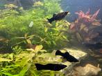 Zwarte molly’s, Dieren en Toebehoren, Vis, Zoetwatervis
