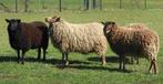 2 raszuivere jonge shetland ooien te koop, Femelle, Mouton, 0 à 2 ans