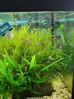 Guppy's, Dieren en Toebehoren, Vissen | Aquariumvissen