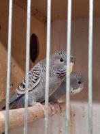 Bf grasparkieten, Dieren en Toebehoren