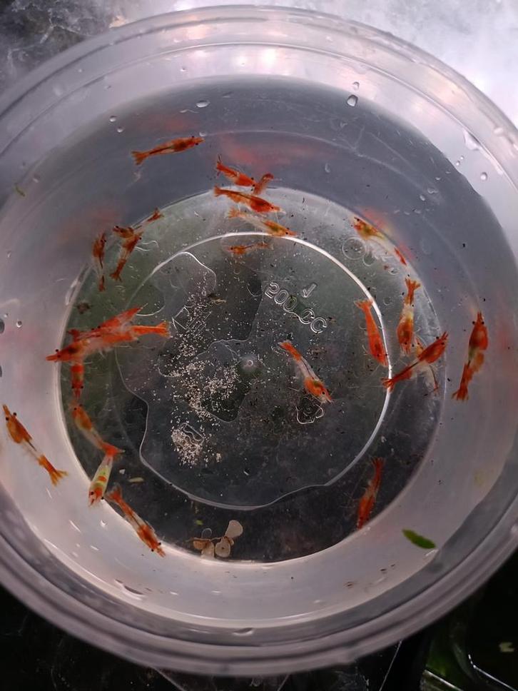 Orange rili neocaridina garnalen, Dieren en Toebehoren, Vissen | Aquariumvissen