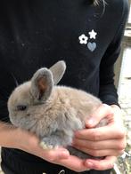 Jonge hangoortjes, Dieren en Toebehoren, Konijnen, Meerdere dieren, Dwerg