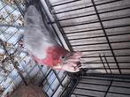 Rose kaketoe, Dieren en Toebehoren, Vogels | Parkieten en Papegaaien, Geslacht onbekend, Papegaai, Geringd