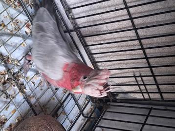 Rose kaketoe beschikbaar voor biedingen