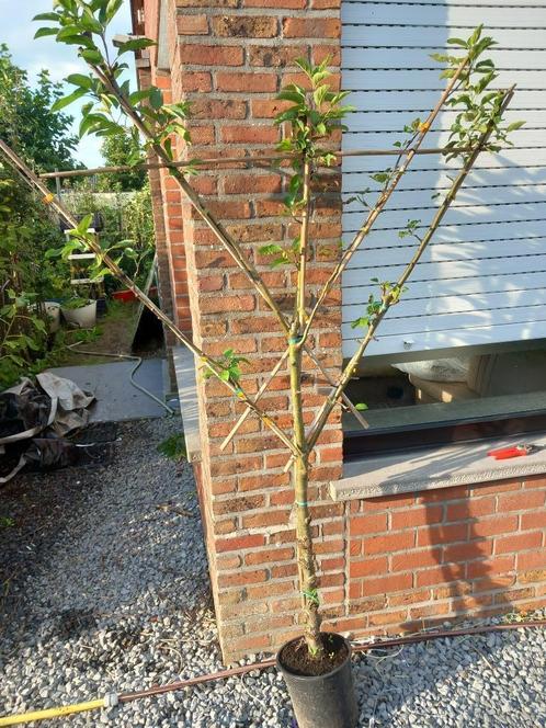 LEI-APPELBOMEN: IN POT: RASTER DUBBELE V (zie foto's) : 30€/, Tuin en Terras, Planten | Tuinplanten, Vaste plant, Fruitplanten