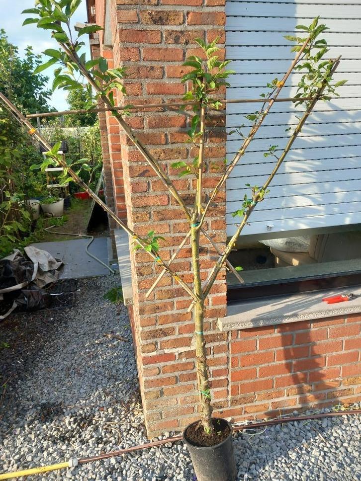 LEI-APPELBOMEN: IN POT: RASTER DUBBELE V (zie foto's) : 30€/, Tuin en Terras, Planten | Tuinplanten, Vaste plant, Fruitplanten