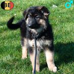 Berger Allemand chiots à poil court&long (belges), Commerçant, 8 à 15 semaines, Plusieurs, Hépatite contagieuse (maladie de Rubarth)