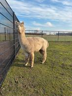 Prachtige stamboom alpaca hengst te koop!, Dieren en Toebehoren, Juli, Mannelijk