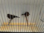 Twee koppel kabart sijs, Dieren en Toebehoren