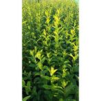 Ligustrum ovalifolium (troène) environ 150 cm, Tuin en Terras, Ophalen, Liguster