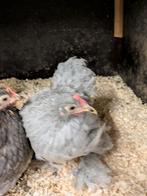 Cochin kriel, Dieren en Toebehoren, Pluimvee