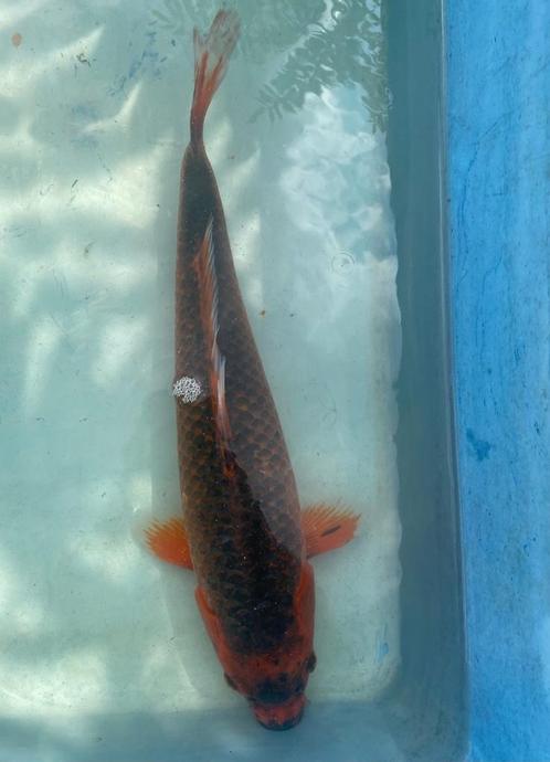 Todai Hi Matsuba 38cm, Chagoi 35cm, Dieren en Toebehoren, Vissen | Vijvervissen, Karper of Koi