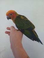 Super tamme baby zonparkieten, Dieren en Toebehoren, Vogels | Parkieten en Papegaaien, Meerdere dieren, Papegaai, Geringd