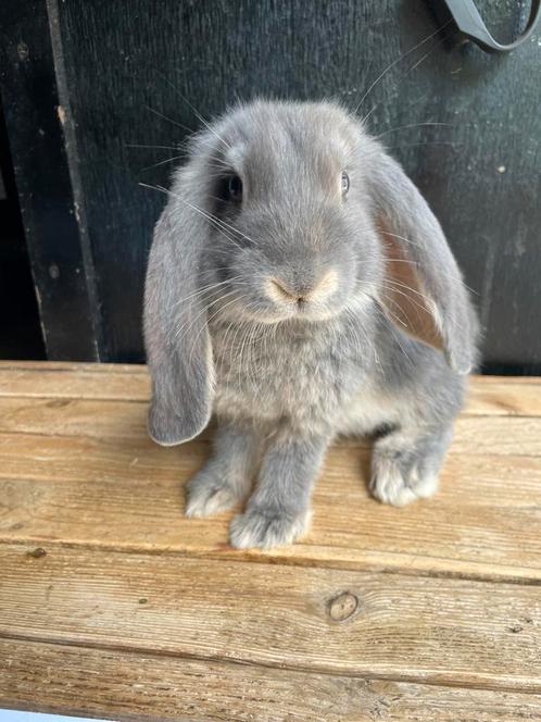 Lieve franse hangoor rammetje, Dieren en Toebehoren, Konijnen, Hangoor
