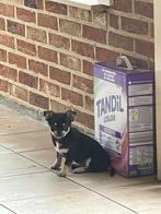 Kleinblijvend chihuahua reutje ouders fci, Parvovirose, Un chien, Belgique, 8 à 15 semaines