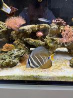 zoutwater vissen beschikbaar, Dieren en Toebehoren, Vissen | Aquariumvissen, Vis, Zoutwatervis