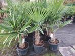 Winterharde palmbomen, In pot, Lente, Volle zon, Ophalen