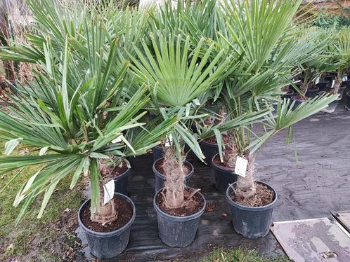 Winterharde palmbomen, Tuin en Terras, Planten | Bomen, Palmboom, 100 tot 250 cm, Volle zon, Lente, In pot, Ophalen