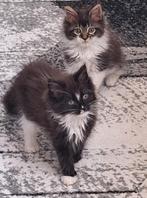 Maine Coon kittens, Dieren en Toebehoren, Meerdere dieren, Met stamboom, 0 tot 2 jaar
