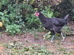 La Flèche haan 4 maand, Dieren en Toebehoren, Pluimvee