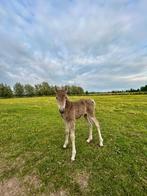 Pony Veulentje mei 2025, Dieren en Toebehoren, Pony's, Gechipt, Niet van toepassing, 0 tot 2 jaar, Hengst