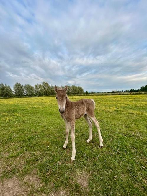 Pony Veulentje mei 2025, Dieren en Toebehoren, Pony's, Hengst, Niet van toepassing, C pony (1.27m tot 1.37m), Tuigpony, 0 tot 2 jaar