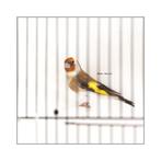 Putters koppel bruin pop, man split bruin2025, Animaux & Accessoires, Oiseaux | Oiseaux Autre, Plusieurs animaux, Oiseau chanteur sauvage