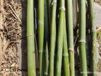Bamboe Lengte tot 6m -diameter tot 4a5 cm, Nieuw, Ophalen