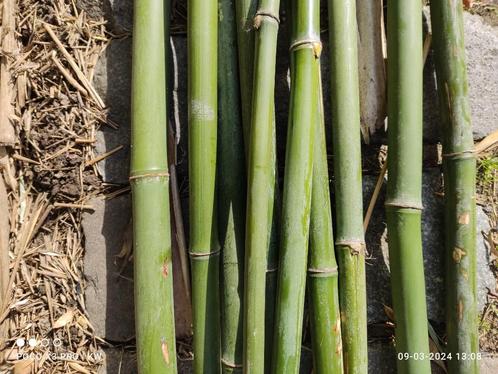 Bamboe Lengte tot 6m -diameter tot 4a5 cm, Hobby & Loisirs créatifs, Hobby & Loisirs Autre, Neuf, Enlèvement