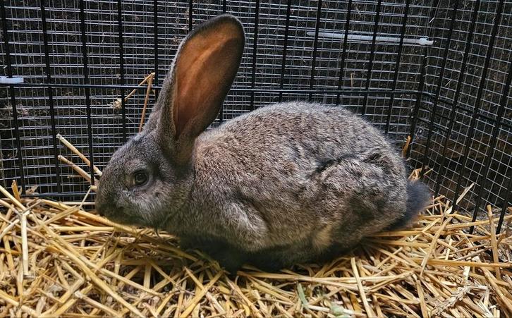 Laatste vlaamse reus van het nestje , wildkleur., Dieren en Toebehoren, Konijnen, Groot, Mannelijk, 0 tot 2 jaar