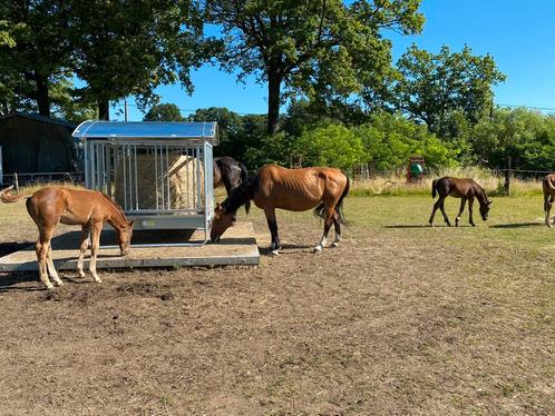 Hooiruiven, Dieren en Toebehoren, Stalling en Weidegang