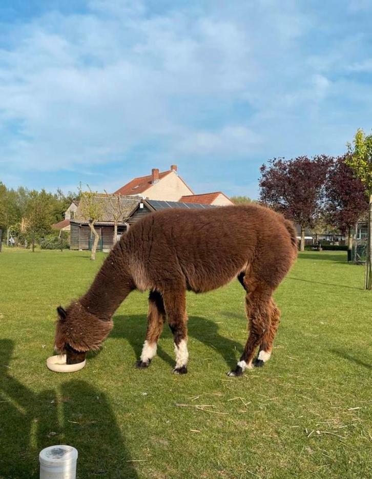 Tamme Alpaca merrie, Dieren en Toebehoren, Overige Dieren, Vrouwelijk, Februari