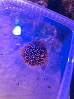 cuivrée d'anémone, Animaux & Accessoires, Enlèvement