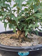Bonsai acer buergeranium starter, Ophalen, Herfst
